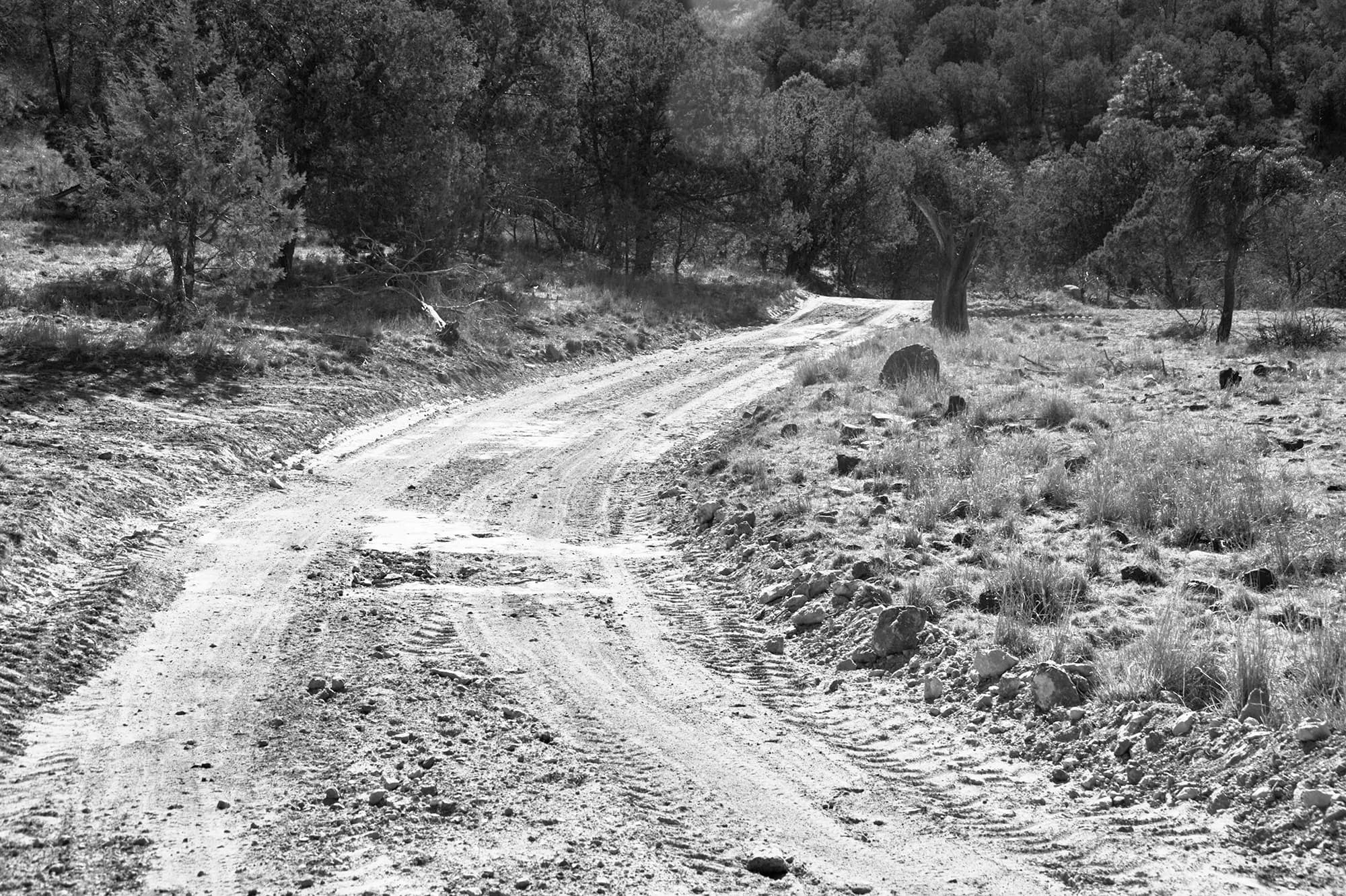 A black and white photograph of a dirt road that curves from the bottom edge of the image to the right. The road disappears into a dark gray collection of low-slung desert trees and brush. Lens flare is visible at top of the image.